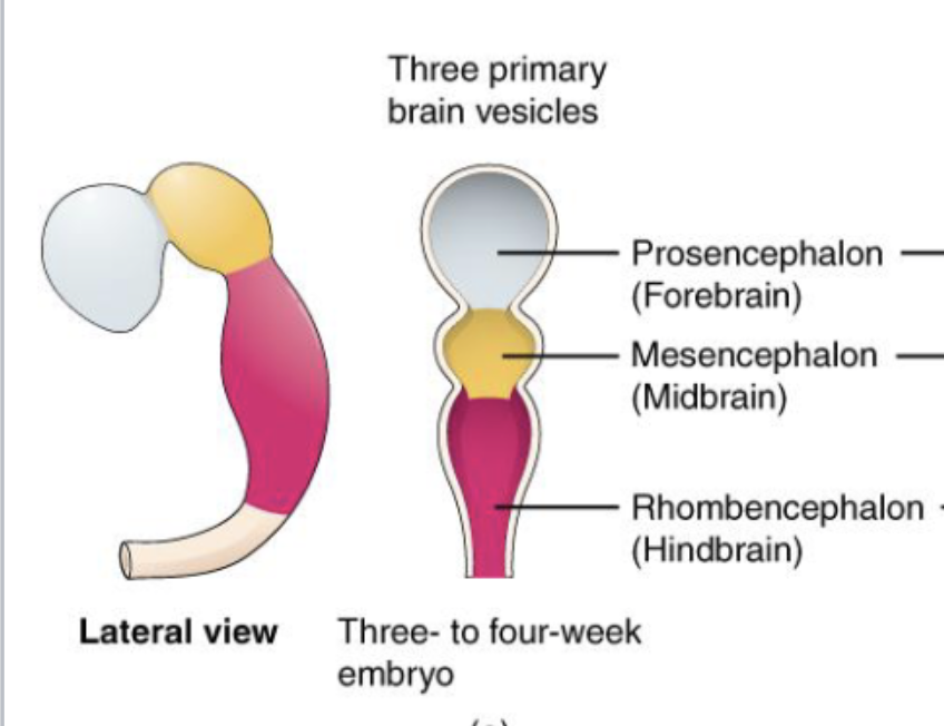 <ol><li><p>prosencephalon (forebrain)</p></li><li><p>mesencephalon (midbrain)</p></li><li><p>rhombencephalon (hindbrain)</p></li></ol><p></p>