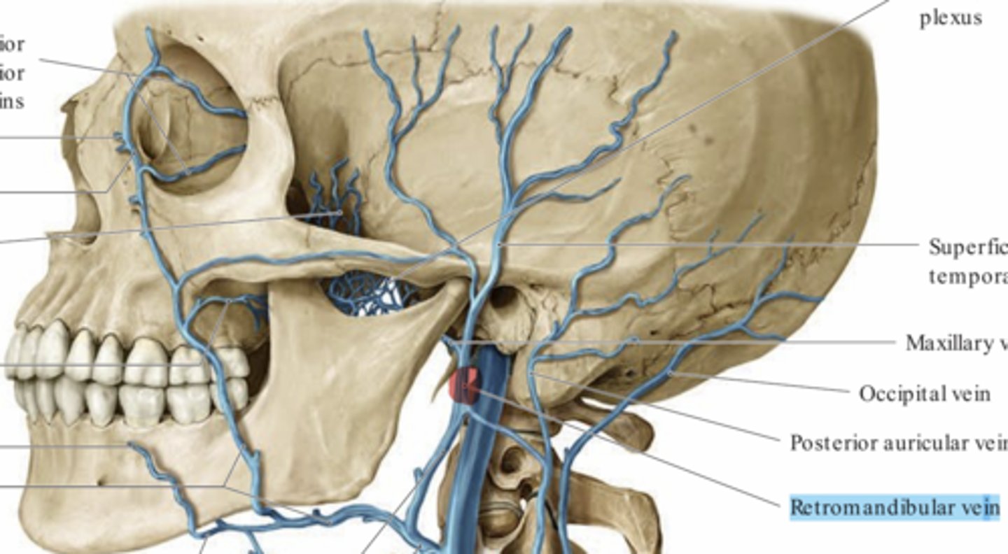 <p>Ansluter till både jugularis externa och interna</p>