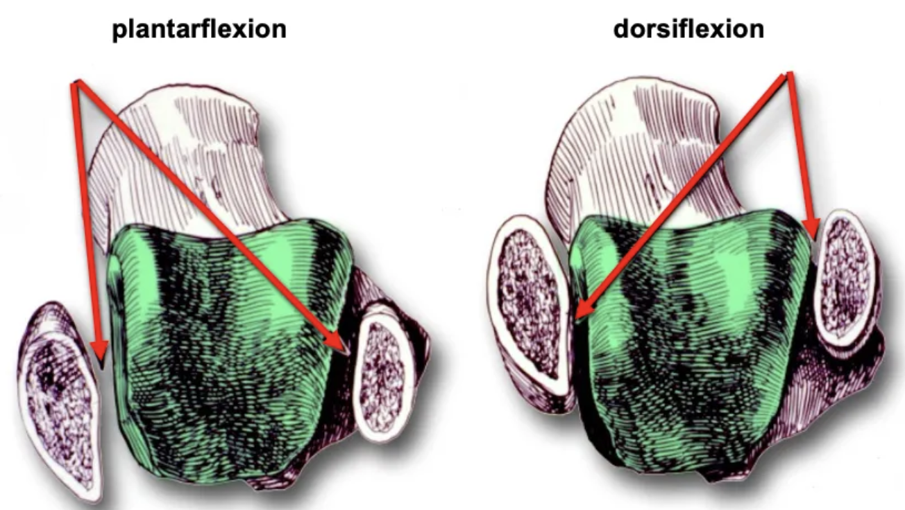 <p>The ankle is most stable in dorsiflexion and less stable in plantarflexion.</p>