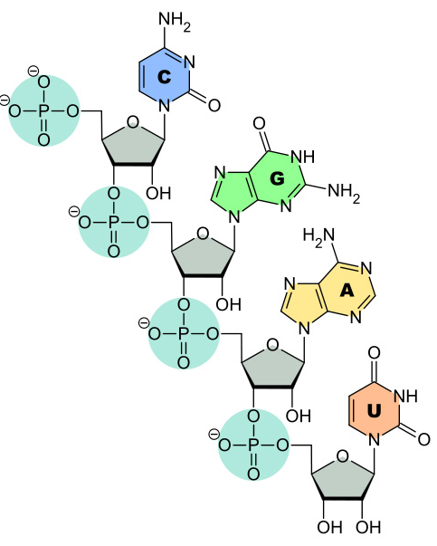 <ul><li><p><span>Single stranded polymer&nbsp;</span></p></li><li><p><span>Involved in protein synthesis&nbsp;</span></p></li><li><p><span>Composed of:&nbsp;</span></p><ul><li><p><span>Ribose sugar&nbsp;</span></p></li><li><p><span>Phosphate group&nbsp;</span></p></li><li><p><span>4 nitrogen containing bases (C, G, A and U)&nbsp;</span></p></li><li><p><span>All of the bases are the same as those found in DNA except Uracil (uracil replaces thymine in RNA)</span></p></li></ul></li></ul><p></p>