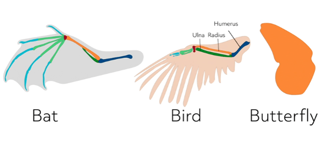 <p>Similar in function but inherited or evolved independently from one another. They would not have a common ancestor then. </p>