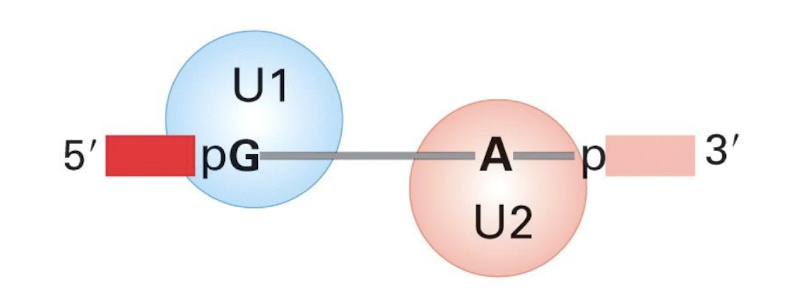 <p><strong>Binds to the branch site (Adenine) and forms part of the catalytic centre with U6</strong></p>