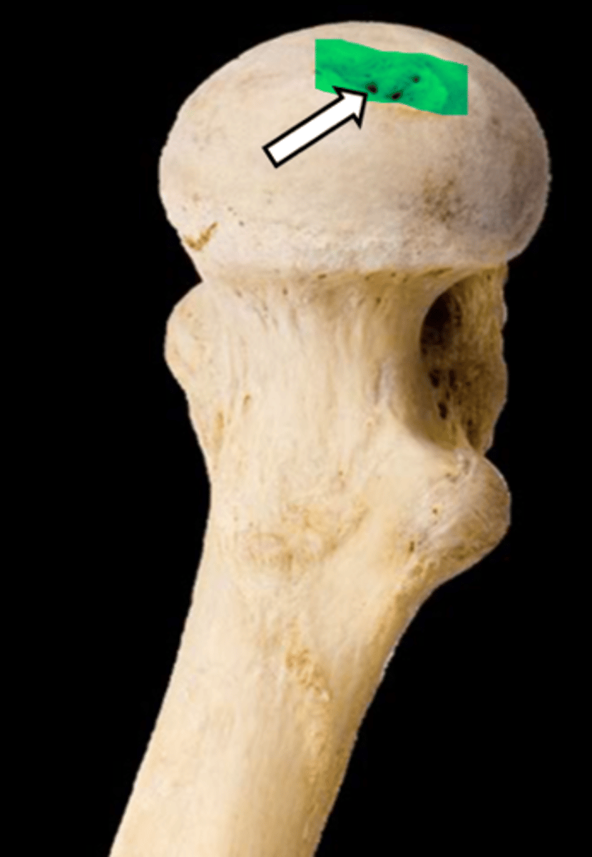 <p>name the part</p>