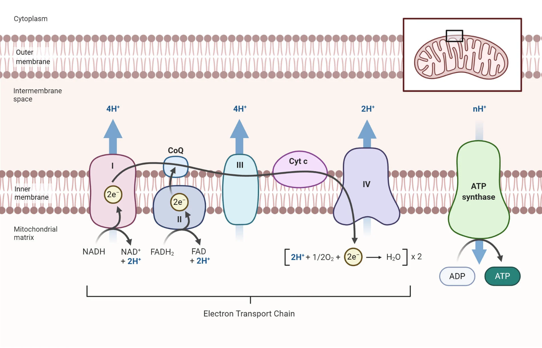 <p>the ETC is a collection of proteins bound to the inner mitochondrial membrane and organic molecules, which electrons pass through in a series of redox reactions, and release energy. The energy released forms a proton gradient, which is used in chemiosmosis to make a large amount of ATP by the protein ATP-synthase</p>
