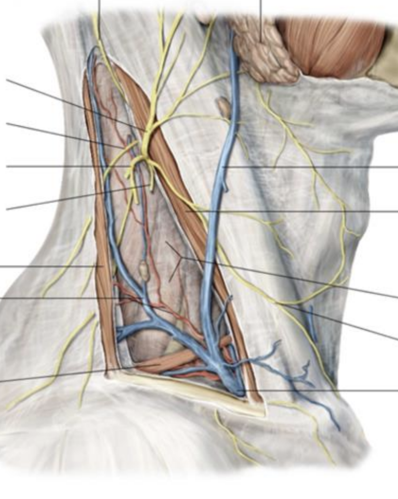 <p>T/F Which of the following structures are boundaries of lateral cervical region?</p><p><strong><mark data-color="red" style="background-color: red; color: inherit">T -</mark></strong><mark data-color="red" style="background-color: red; color: inherit"> </mark>A. Posterior border of m. sternocleidomastoideus.</p><p><strong><mark data-color="red" style="background-color: red; color: inherit">F -</mark></strong><mark data-color="red" style="background-color: red; color: inherit"> </mark>B. Venter anterior of m. digastricus</p><p><strong><mark data-color="red" style="background-color: red; color: inherit">T -</mark></strong><mark data-color="red" style="background-color: red; color: inherit"> </mark>C. Anterior border of m. trapezius</p><p><strong><mark data-color="red" style="background-color: red; color: inherit">F -</mark></strong><mark data-color="red" style="background-color: red; color: inherit"> </mark>D. Venter superior of m. omohyoideus</p><p><strong><mark data-color="red" style="background-color: red; color: inherit">T -</mark></strong><mark data-color="red" style="background-color: red; color: inherit"> </mark>E. Middle third of clavicle.</p>