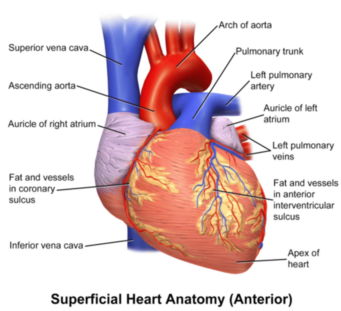 <p>auricle of atrium</p>