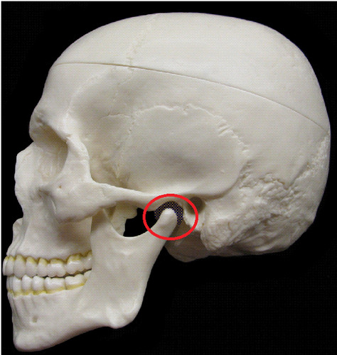 <p>Rounded depression on the inferior surface of the zygomatic process; forms the socket for the condylar process of the mandible, where the mandible joins the cranium</p>