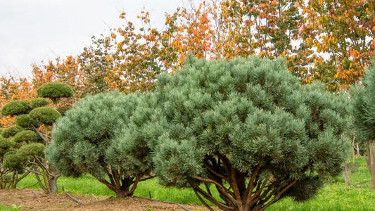 Pinus sylvestris 'Watereri' h:2-4 b:2-3