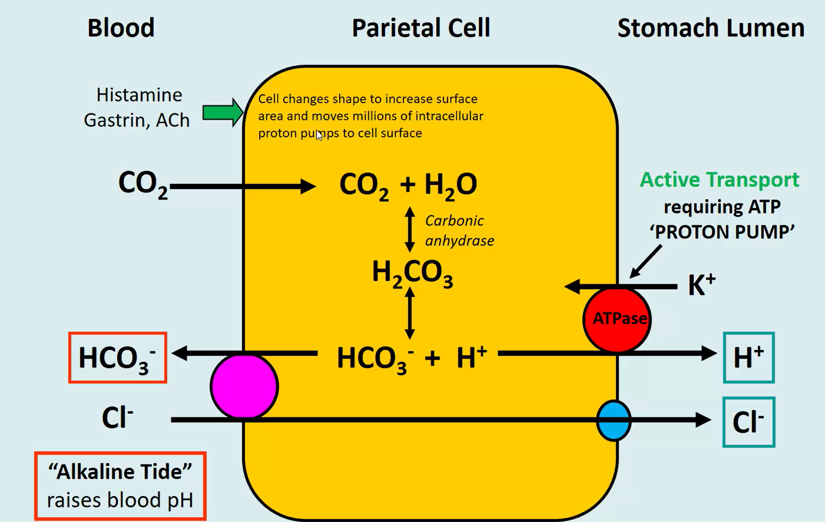 <p>In the diagram is shows for every HCl made, it requires the movement of a HCO3 bicarbonate into the blood, thus raising the pH of the blood as it absorbs the circulating H+ ions in the blood. - this temporary rise in blood pH is called alkaline tide</p>