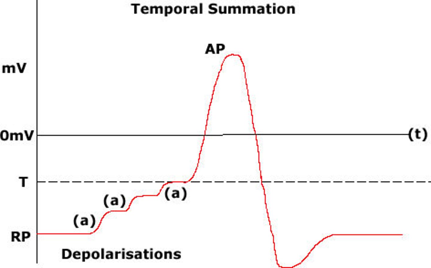 <p>summing several EPSPs from one presynaptic neuron</p>