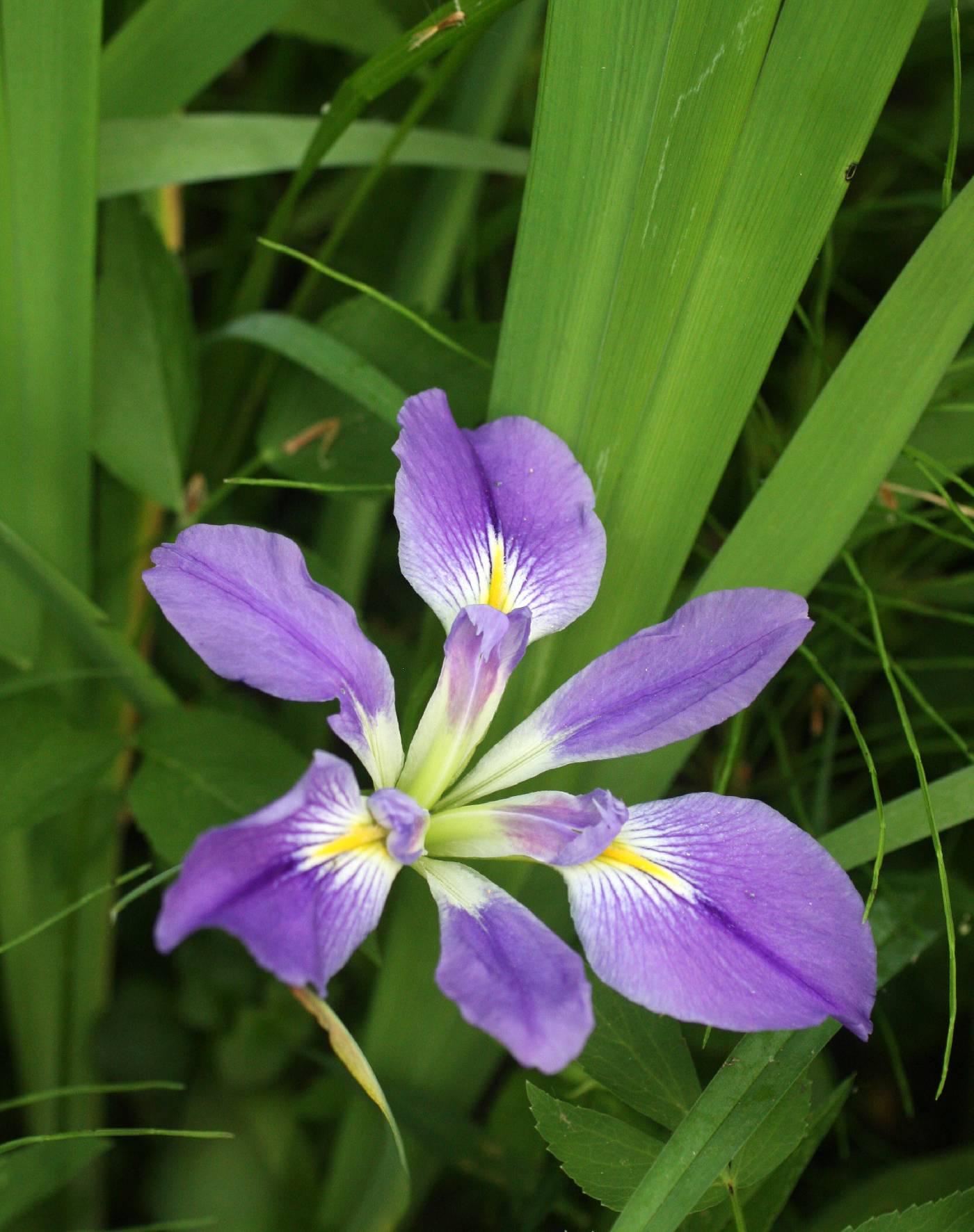 <p>What family does this plant belong to?</p>