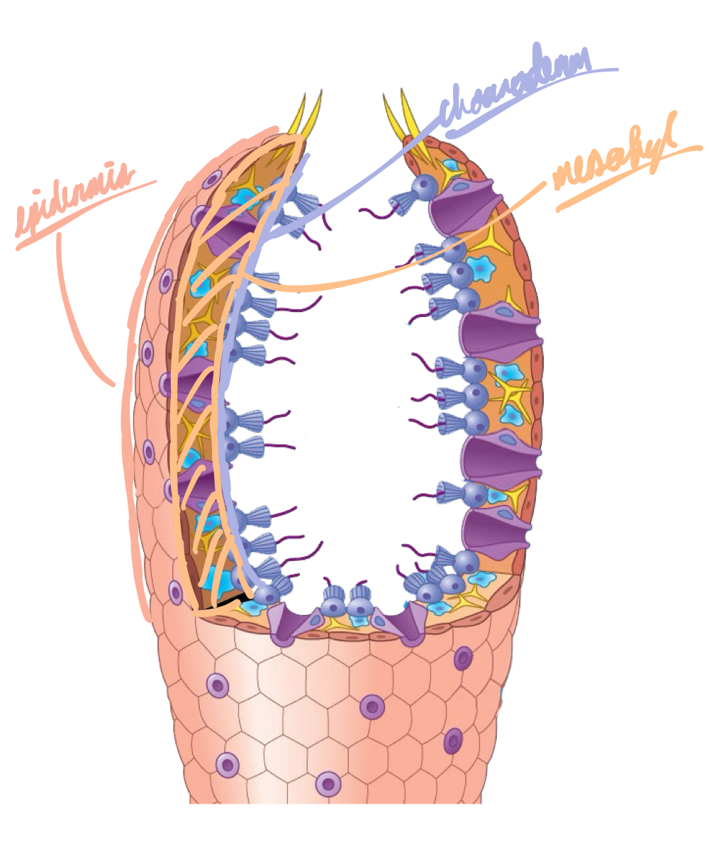 <p>The gelatinous middle layer between the epidermis and choanoderm, consisting of cells and a skeleton.</p>