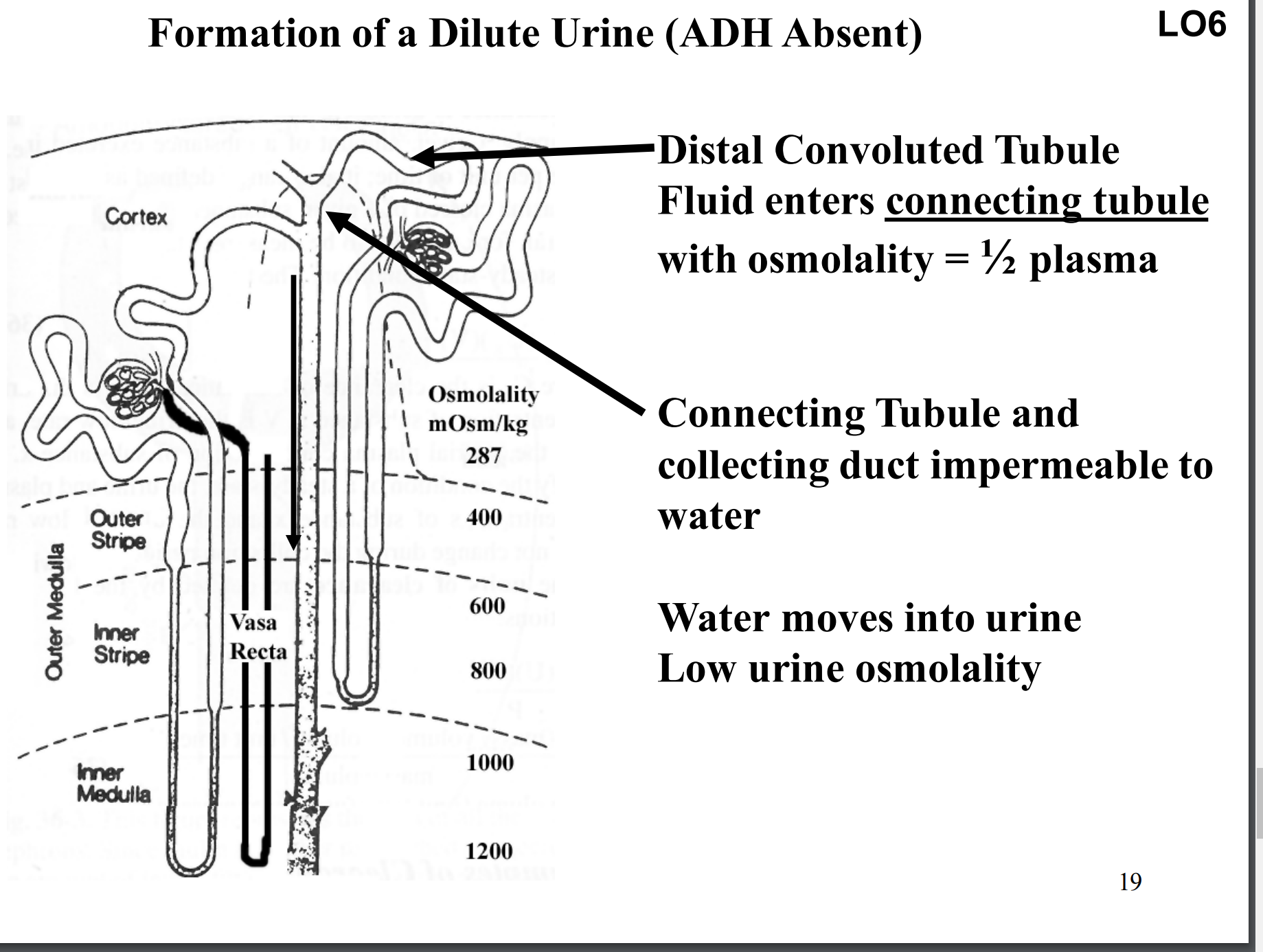 <p>Formation of a dilute urine.</p><p>Increase in water excretion rate.</p><p>No change in Na<sup>+</sup> excretion rate, K<sup>+</sup> excretion rate, urea excretion rate, or excretion rates for other solutes (just more water not anything else)</p>