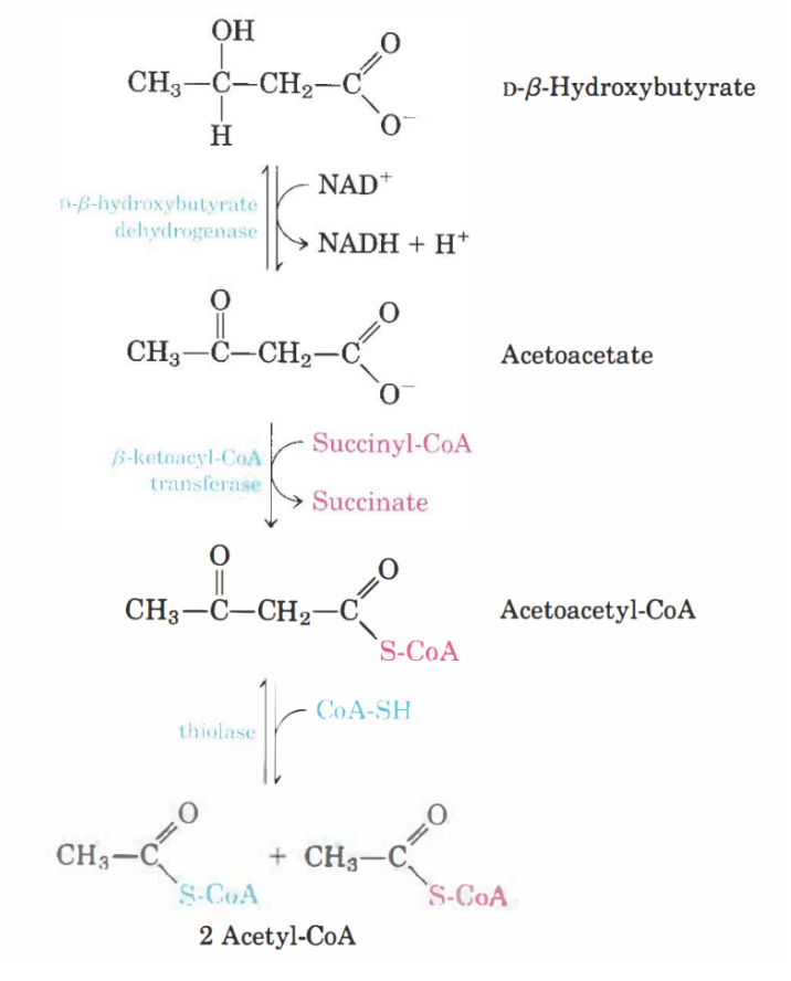 <ol><li><p>β-hydroxybutyrat kommer oxideras till acetoacetat (reversibelt steg). NAD<sup>+</sup> reduceras.</p></li><li><p>Acetoacetat kommer att få en CoA från succinyl-CoA (som då blir till succinat). Med <strong>ketoacyl-CoA transferas</strong> bildas då<strong> acetoacyl-CoA</strong>.</p></li><li><p>Acetoacyl-CoA blir till två acetyl-CoA med <strong>tiolas</strong> (reversibelt).</p></li></ol>