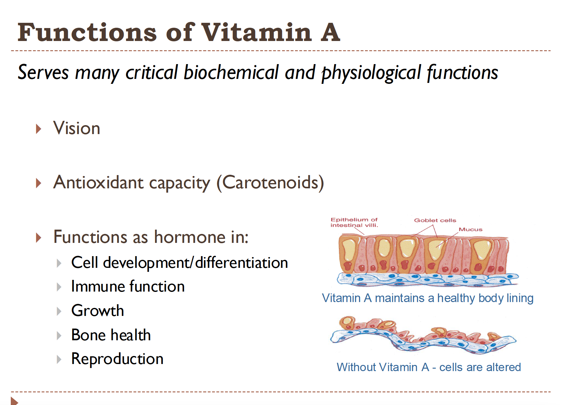 <ul><li><p>Vision</p></li><li><p>antioxidant capacity (Carotenoids)&nbsp;</p></li><li><p>functions as a hormone in:</p><ul><li><p>Cell development </p></li><li><p>immune function</p></li><li><p>growth </p></li><li><p>bone health </p></li><li><p>reproduction </p></li></ul></li><li><p>Helps to maintain a healthy body lining (epithelial cells) without Vit A these cells would remain immature and wouldn’t form a solid barrier for the body </p></li></ul><p></p>