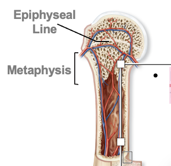 <p>Metaphysis </p>