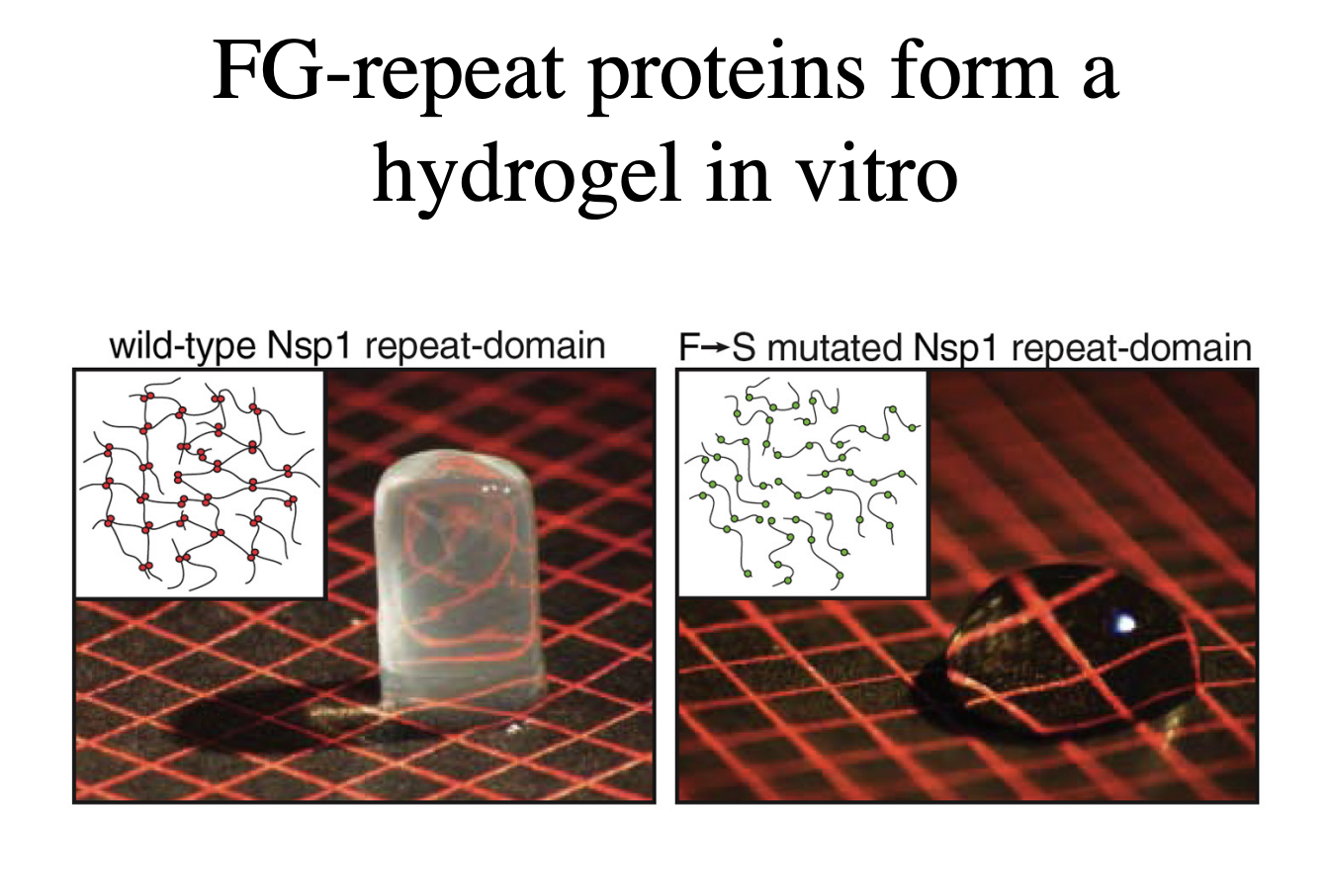 <ul><li><p>forming the Nsp1 repeat domain</p></li><li><p>if mutated protein→ no longer a gel!</p></li></ul><p>RESULT: must be true</p><p></p>