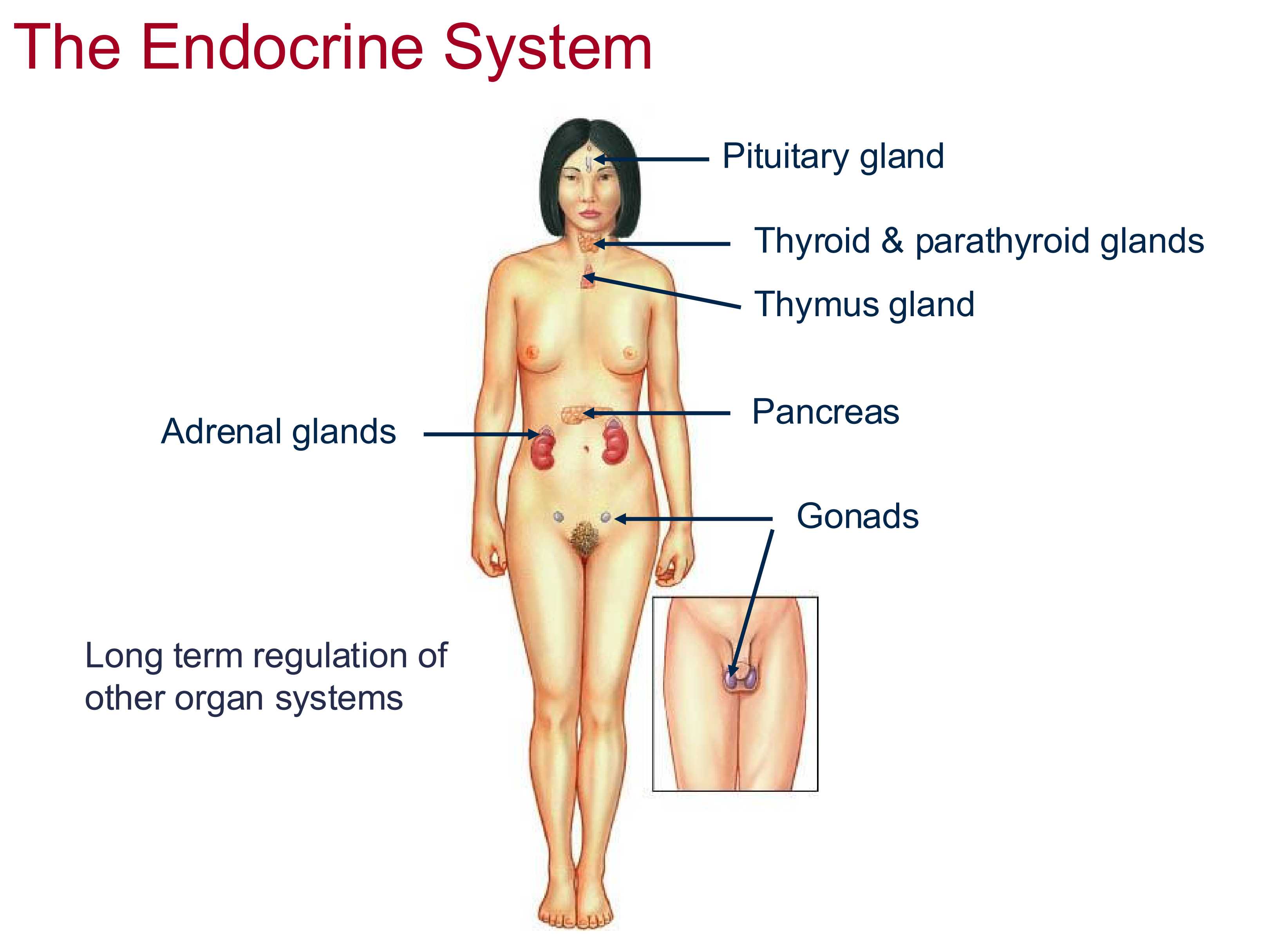 <p>Pituitary (master) , thyroid/parathyroid, thymus, pancreas, adrenal, gonad glands</p>