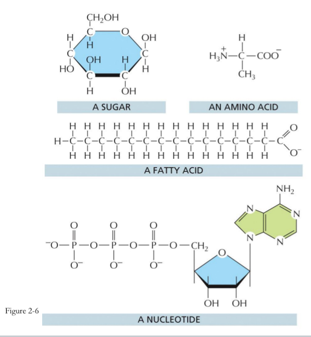 <ul><li><p>Monomers of macromolecules are joined together by covalent bonds.</p></li><li><p>Macromolecules are polymers of building blocks known as monomers</p></li><li><p>Polymers form by joining monomers → condensation (water is removed)</p></li><li><p>Polymers are broken down into monomers → hydrolysis (water is added)</p></li></ul><p></p>