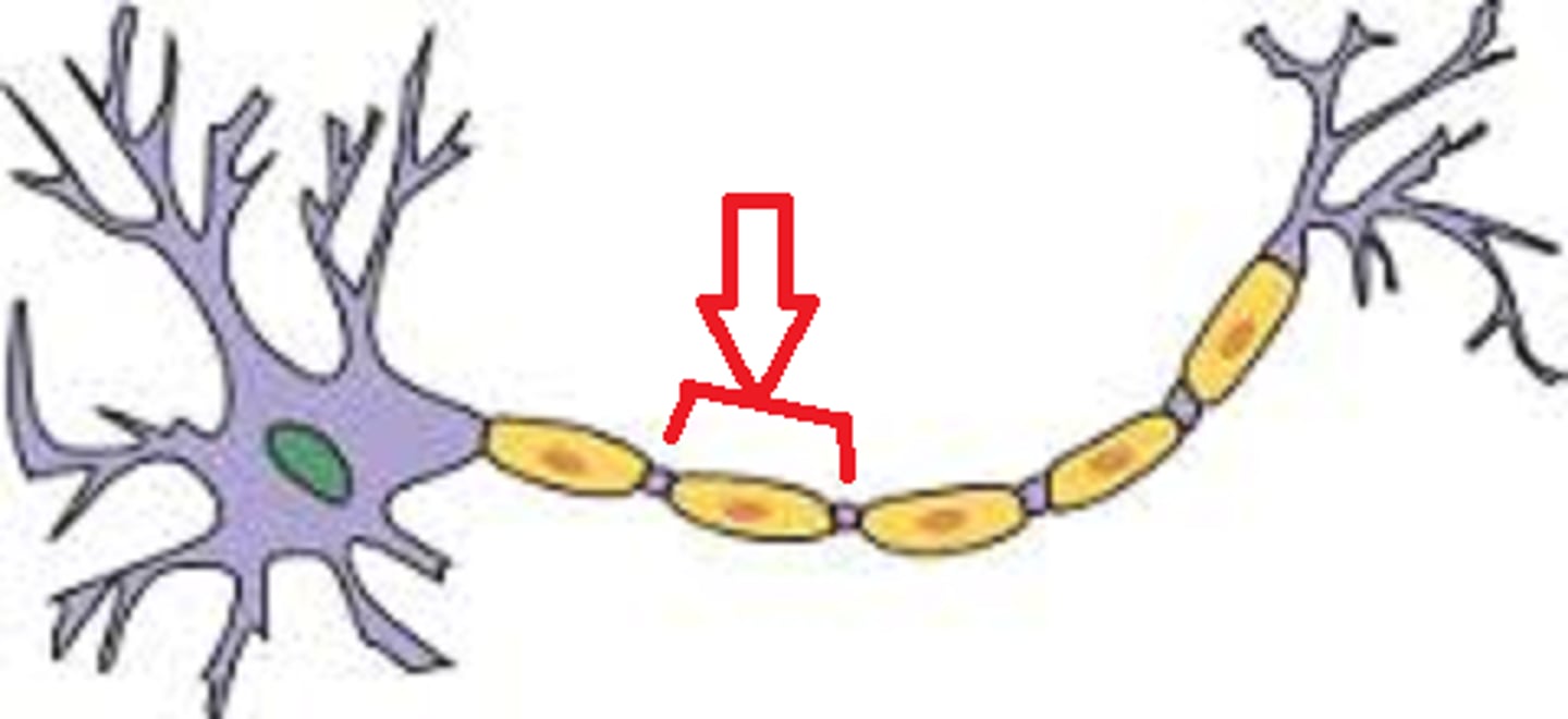 <p>myelinated regions of the axon</p>
