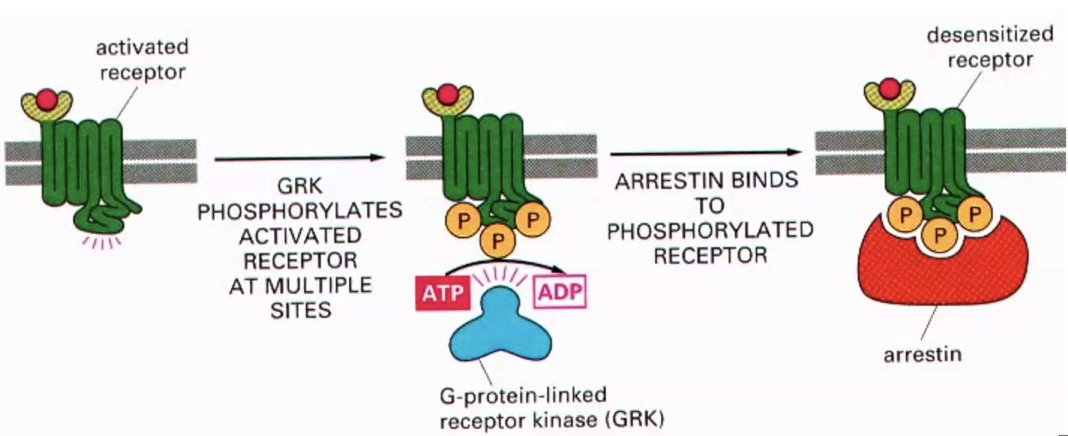 <p></p><p><strong>Temporary reduction in GPCR activity</strong> <strong>(desensitization)</strong> due to <strong>uncoupling</strong> <strong>from G proteins</strong>, without altering receptor numbers at the membrane.</p><p></p><p>Receptor binds agonist, changes conformation, recruits g-protein. With prolonged exposure to agonist, conformation <strong>gains affinity for g-protein-linked receptor kinase </strong>that <strong>phosphorylates</strong> intracellular side receptor at many sites, <strong>changing conformation</strong> which 1. <strong>makes less effective at activating g-proteins</strong>, 2. <strong>phosphorylation makes gain affinity for arrestin</strong>. Arrestin blocks G protein from inducing signalling </p><p></p><p>*masking = blocks further activation, reduces signal</p><p>*Reversible once the ligand is removed or the receptor is de-phosphorylated.</p><p></p>