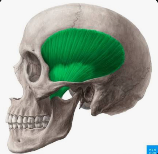 <p>temporalis</p>
