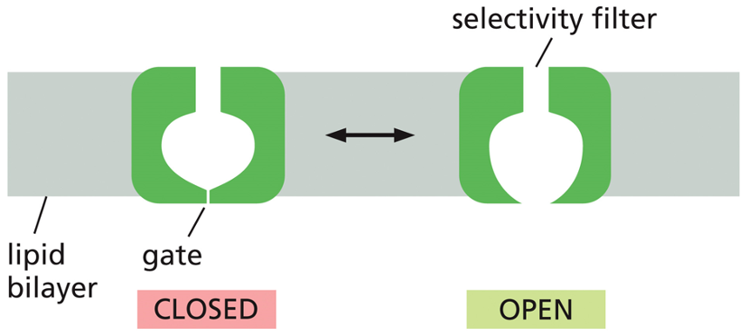 <ul><li><p>ion selectivity </p><ul><li><p>selectivity filter:<br>part of the ion channel that determines which ions the channel can transport ; located in the region where the channel is narrowest</p></li></ul></li><li><p>not continously open </p><ul><li><p>most are gated</p></li><li><p>not open at all times, constantly flucuating between open and closed, this is regulated by particular ligands&nbsp;</p></li></ul></li></ul><p></p>