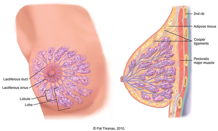<p><span style="font-family: Arial">BREAST SURFACE ANATOMY</span></p>