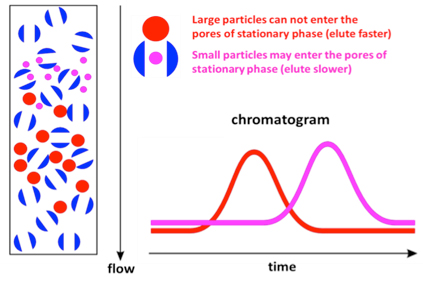 <p>first</p><ul><li><p>larger molecules do not fit in the pores so they elute faster</p></li><li><p>smaller molecules enter the porous gel beads causing them to elute later </p></li></ul><p></p>