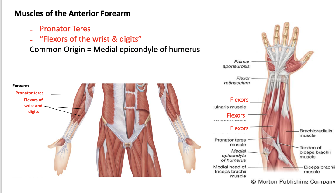 <p>flexors of the wrist and digits</p>