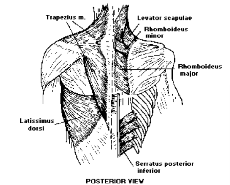 Serratur Posterior Inferior View