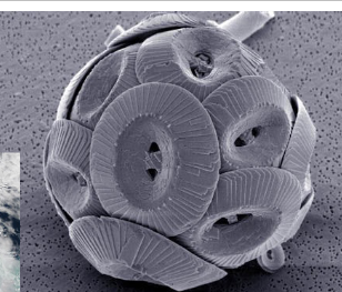 * Armored but fragile beauties


* 5-100 microns size smaller than diatoms 
* CaCO3 tests (deposit chalk)
* They prefer water with high nutrient concentrations
