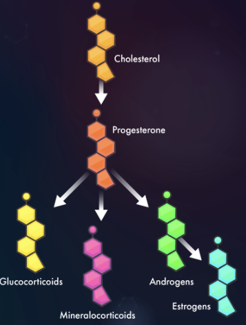 <ul><li><p><strong>Synthesis:</strong> Made from cholesterol in smooth ER.</p></li><li><p><strong>Structure:</strong> Retain cholesterol’s 4-ring backbone; variations arise from diff functional groups.</p></li><li><p><strong>Types:</strong></p><ul><li><p><strong>Sex hormones:</strong> Androgens (testosterone), estrogens (estradiol), progestogens (progesterone).</p></li><li><p><strong>Others:</strong> Mineralocorticoids, glucocorticoids.</p></li></ul></li><li><p><strong>Functions:</strong> Regulate sexual dev (puberty, menstruation, pregnancy, sperm prod), physiological processes.</p></li></ul><p></p>