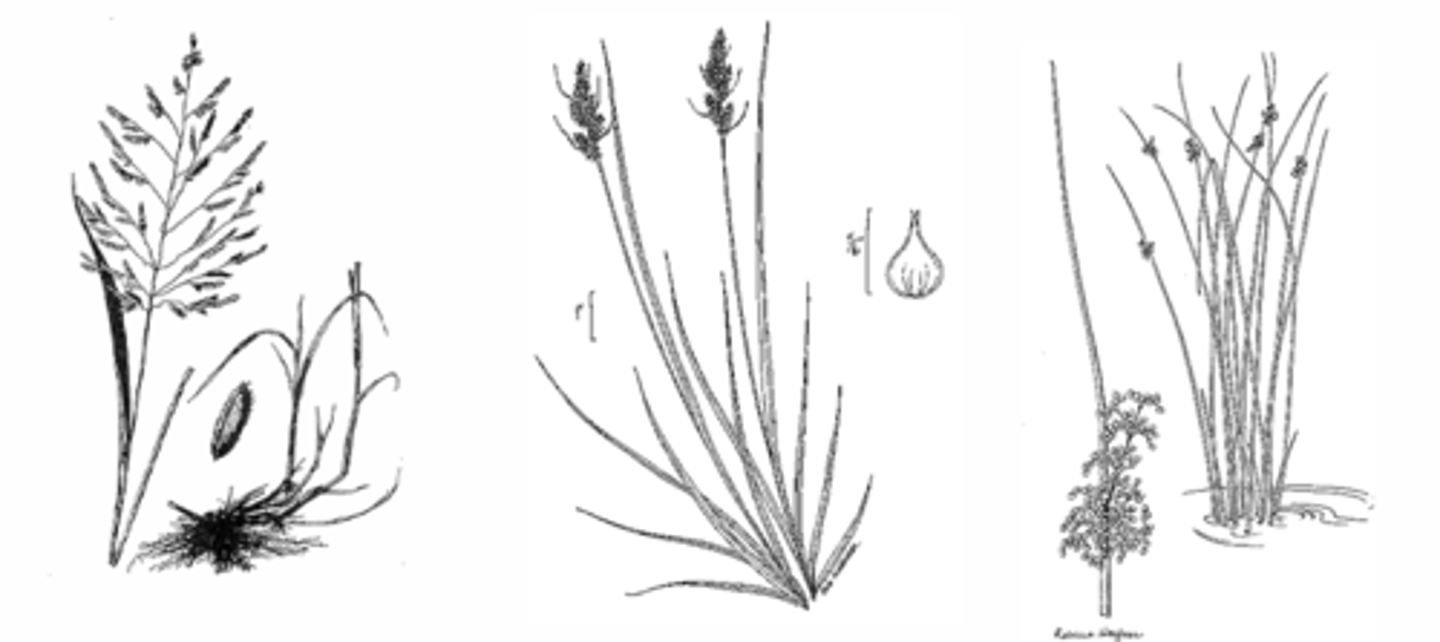 <p>What are the shared features of the Graminoid (grass-like) monocots (grasses, sedges and rushes)?</p>