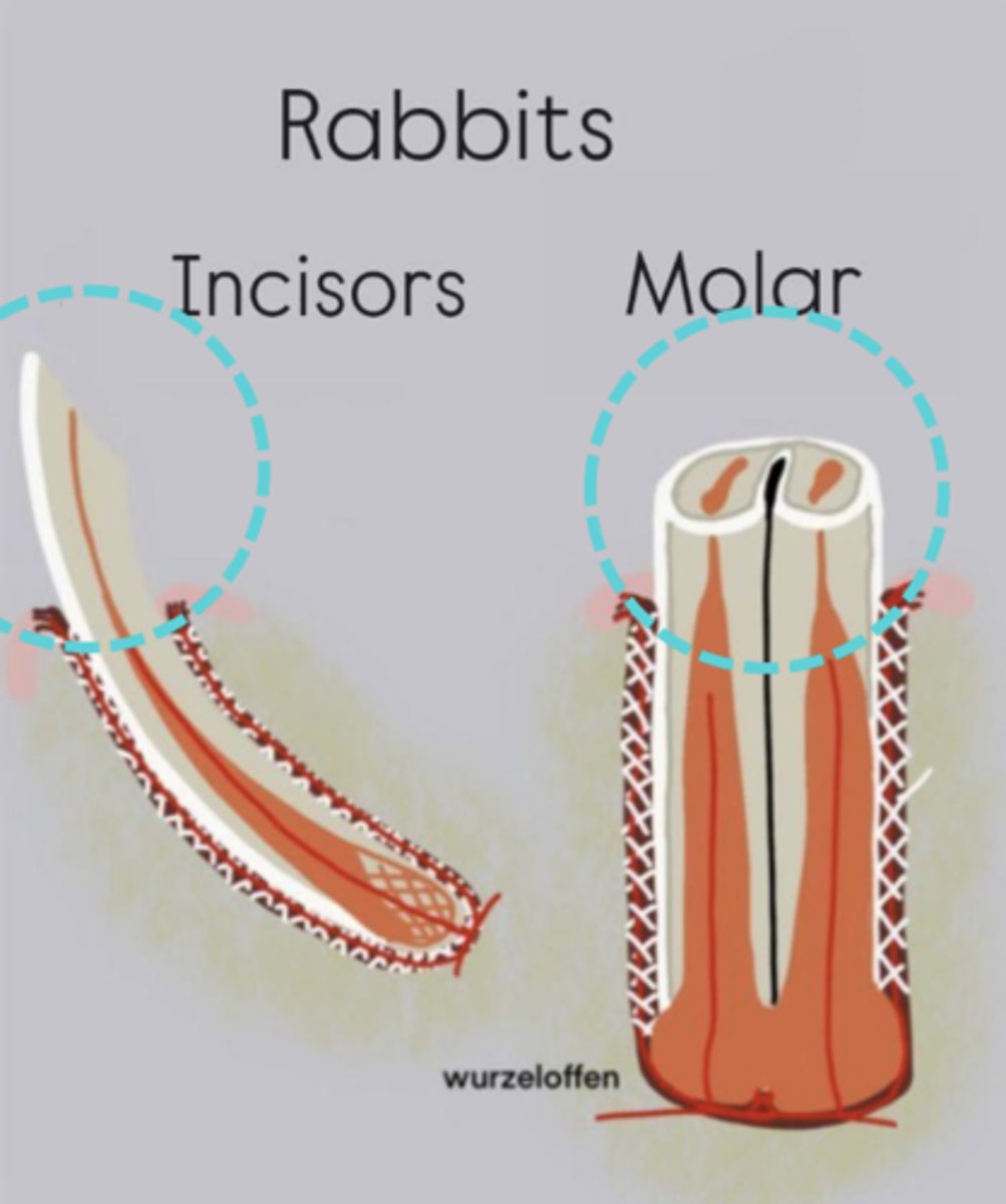 <p>What part of the tooth is being circled?</p>