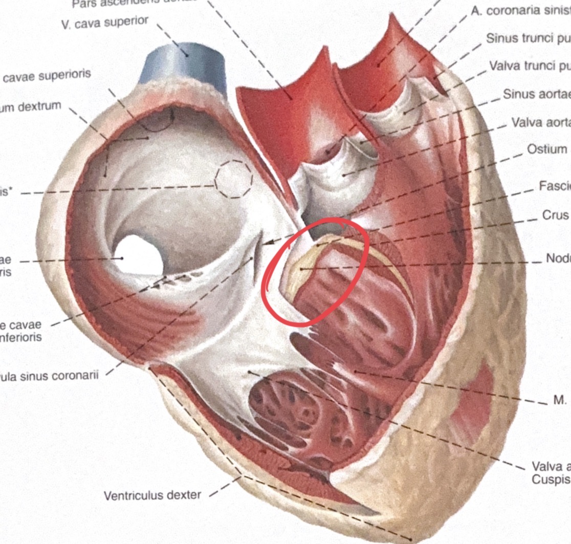 <p>nodus atrioventricularis</p>