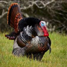 <p><span><span>Meleagris gallopavo</span></span></p>