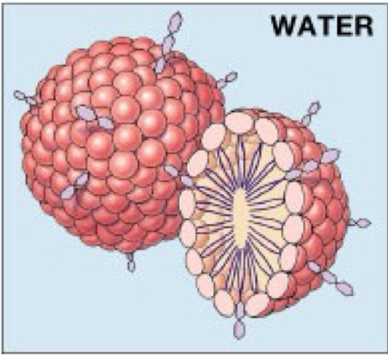 <p>A _____ is a sphere formed with hydrophilic heads oriented out and hydrophobic tails pointed in</p>