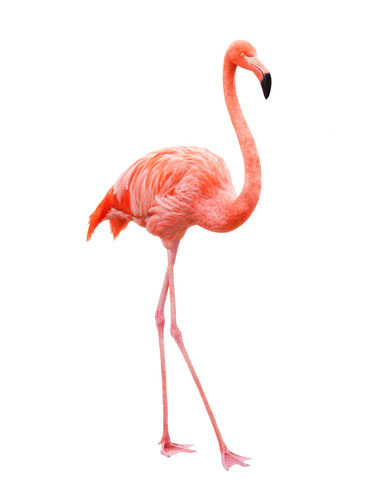 <p>a flamingo</p>