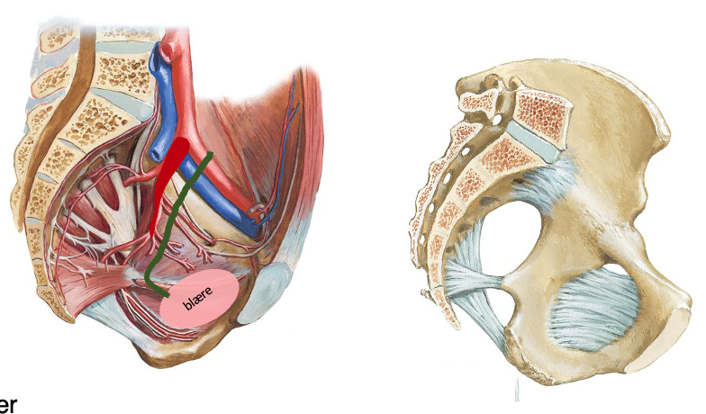 <p>Relationer for pars pelvica ureter (grøn)</p>