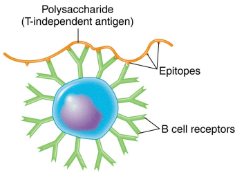 <p>what is the activation of B cells like for a T-INdependent antigen?</p>