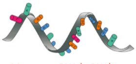 <p>messenger RNA</p><ul><li><p>role is to <strong>carry genetic information from the DNA to the ribosomes</strong> for protein synthesis.</p></li><li><p><strong>pre-mRNA is synthesised during transcription</strong></p></li></ul><p>codon</p><p></p>