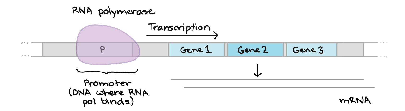 <p><strong>Promoters </strong>are regions of DNA upstream of a gene that regulate the level of gene expression</p>