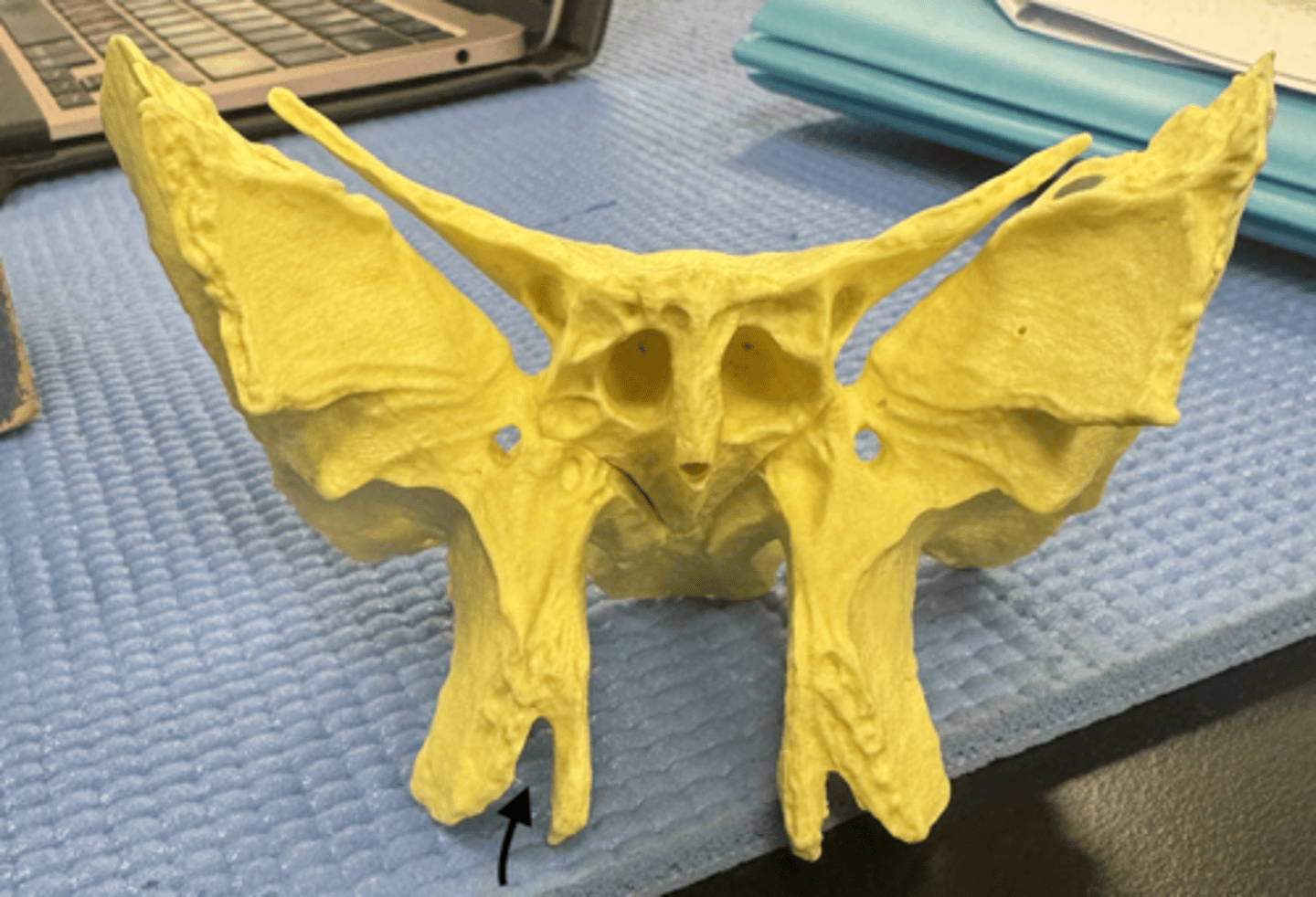 knowt flashcard image