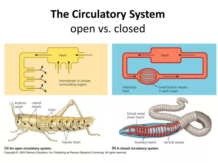 <p>Open circulatory system</p>