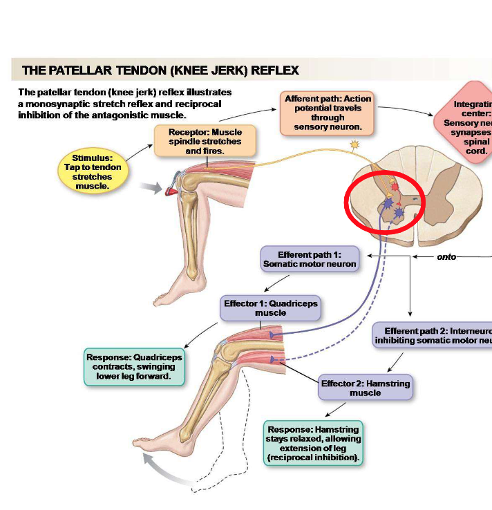 <p>Describe the fourth step of the patellar tendon reflex.</p>