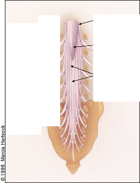 <p>What is this feature the upper arrow is pointing at?</p>