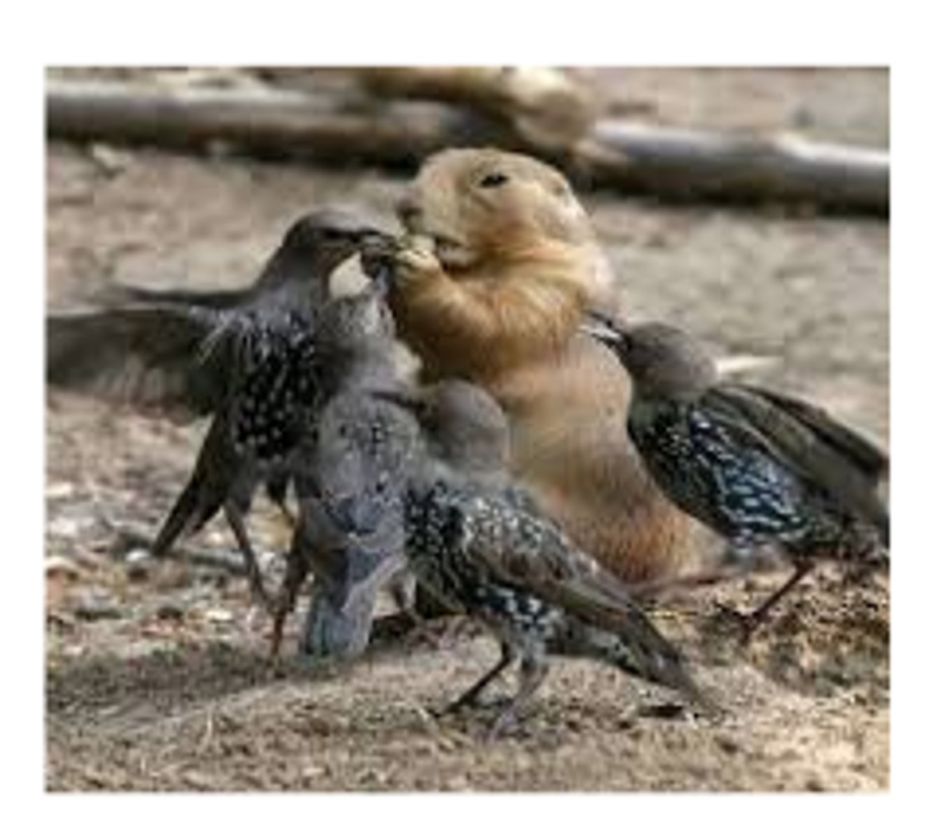 <p>Occurs between members of different species that attempt to use similar or overlapping resources. A major force behind evolutionary change.</p>
