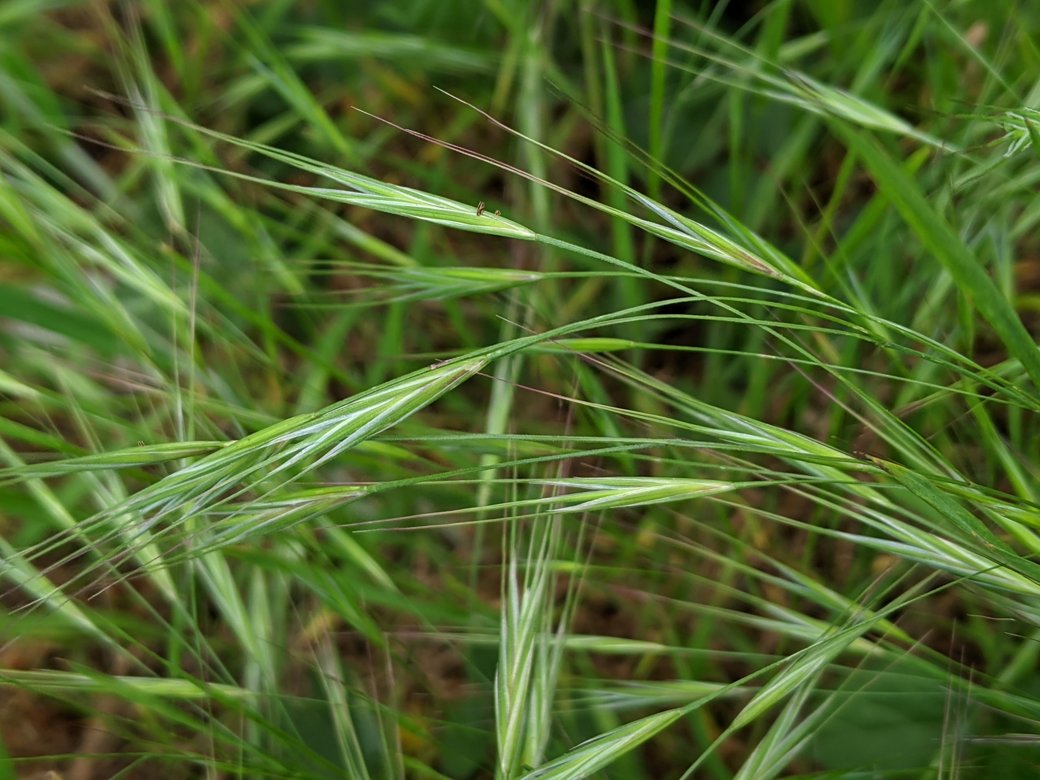 <p>Ripgut brome (Invasive)</p>