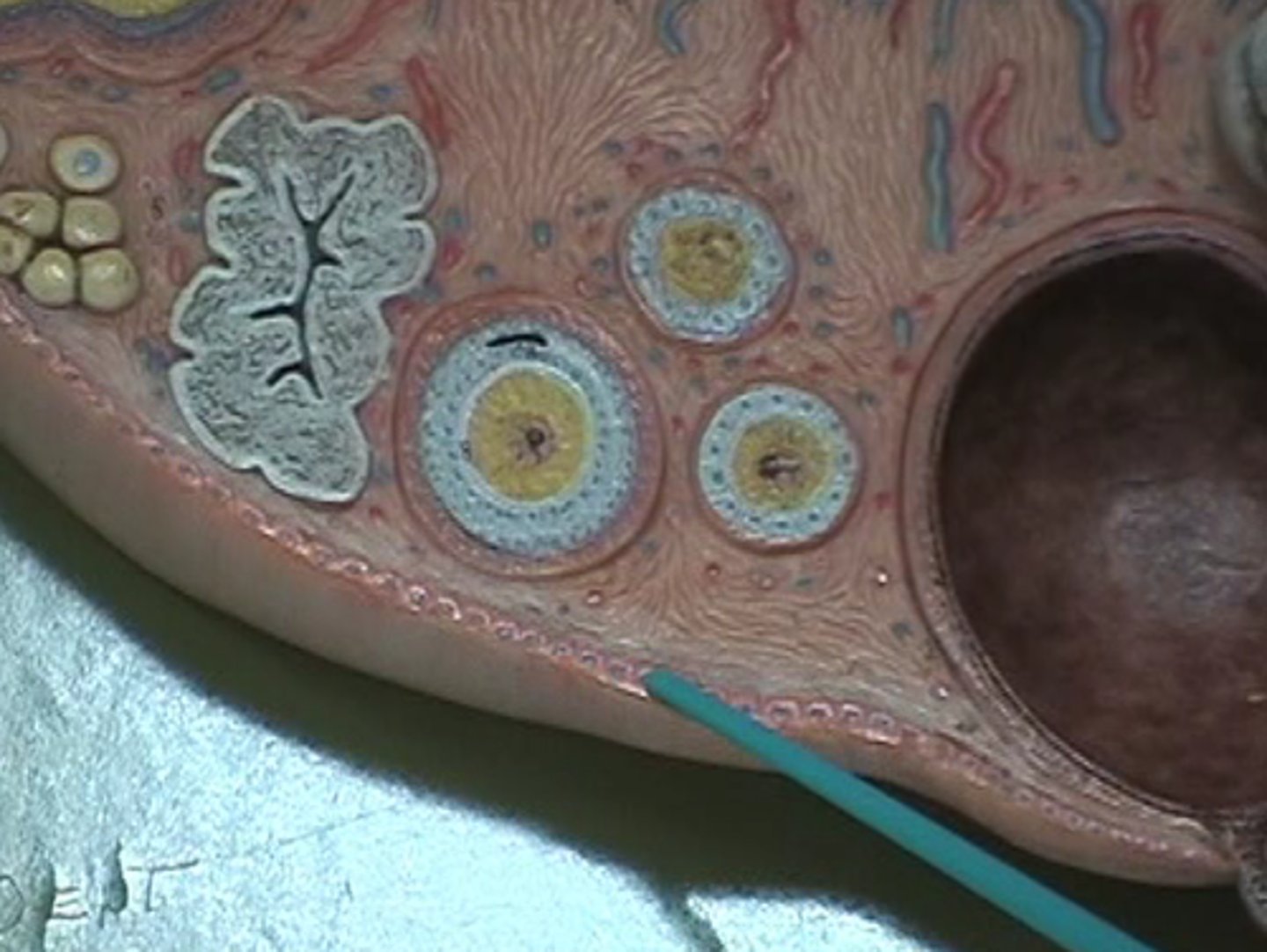 <p>ovarian cortex</p>